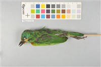 藏品(五色鳥)的圖片